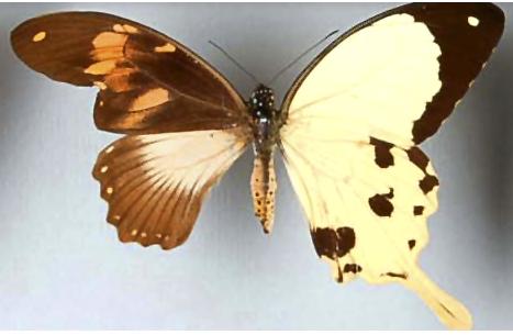 Papilio dardanus (bilateral gynandromorph) (Internet Image property of respective owner, non-commercial use only)